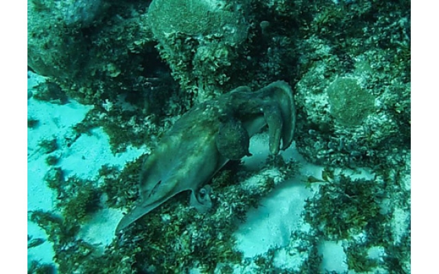 dos tiburones dive shop -corn island-