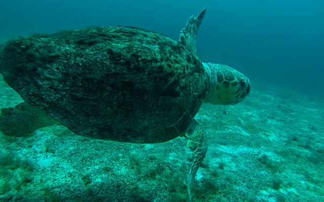 dos tiburones dive shop -corn island-